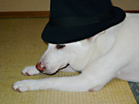 �H�̌i�F�i�C���[�W�j