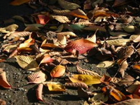 �H�̌i�F�i�C���[�W�j