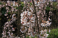 �^�ߒ��u��������̉��v